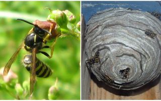 ¿Por qué necesitamos avispas en la naturaleza?