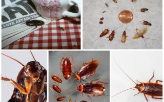 Hvordan bli kvitt kakerlakker i vandrerhjemmet for alltid