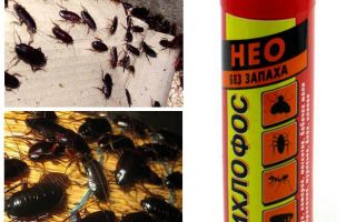 Hjelper dichlorvos fra kakerlakker - hvordan å forgifte