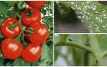 Sådan behandles tomater fra hvide og sorte fluer