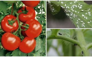 Hvordan behandle tomater fra hvite og svarte fluer