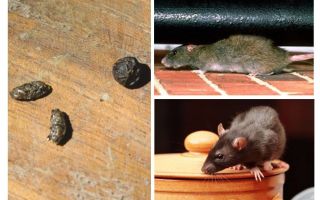 अपार्टमेंट में चूहों से कैसे निपटें