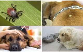 Συμπτώματα και θεραπεία της πρεποπλασμώσεως σε σκύλους