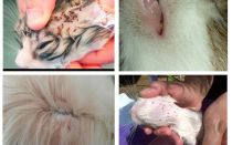 Jak wyglądają pchły kota, objawy i leczenie