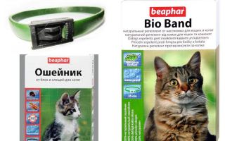 Collar Beafar από ψύλλους για γάτες και σκύλους
