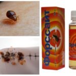Forsyth fra bedbugs