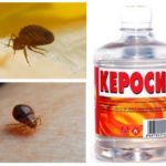 Minyak dari bedbugs