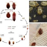 Faser av utvikling av bedbugs