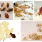 Bedbugs - deres larver og æg