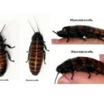 Mandlige og kvindelige Madagaskar kakerlak