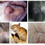 Symptoms of fleas in cats