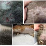 Vestígios de pulgas em gatos
