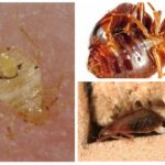 Parring bedbugs
