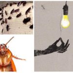 Kakerlakker er redd for lys