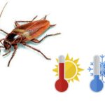 Kakerlakker er redd for varme og kalde