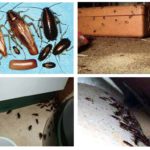 Κατσαρίδες στο σπίτι