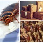 Kakerlakker i pakken