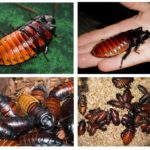 Madagaskar hissende kakerlak