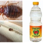 Eddik for bedbugs