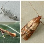 Espécies de mariposa