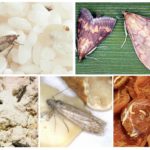 Vrste hrane za moljce