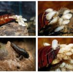 Æg af Madagaskar hissende kakerlakker