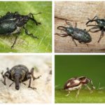 Weevils-1