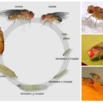 Melro-preto Drosophila