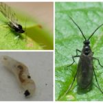 Larvae of mushroom mosquito