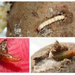 Larver og larver av potetmot