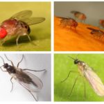 Διατροφικές μύγες και επιστήμονες