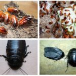 Vietnamesiske og egyptiske cockroaches