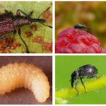 Larve di Weevil alla fragola