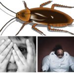 Frykt for kakerlakker