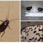 Sorte kakerlakker-2