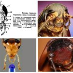 Kakerlakkhodet