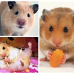 Hamsters