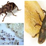 Weevil de arroz