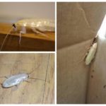 Albino Cockroach-1