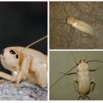 Albino kakerlakk