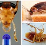 Kakerlakker kan leve uten et hode
