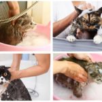 Šampon za kupanje mačka