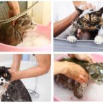 Shampooing de bain chat