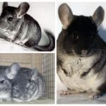 Chinchillas