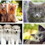 Honden en katten