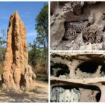 Termite gnijezdo-1