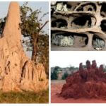 Termites nest