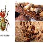 Termite arbeiten