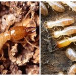 Termites-2