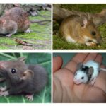 Mladi štakori i miševi
